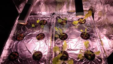 Hydroponics Lettuce and Herbs