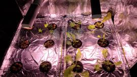 Hydroponics Lettuce and Herbs