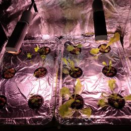 Hydroponics Lettuce and Herbs